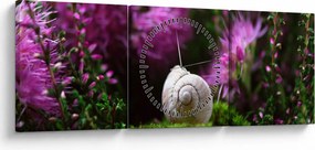 Tablou - Cochilie de melc (cu ceas) (90x30 cm)