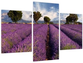 Tablou - câmp de lavandă și munți (90x60 cm)