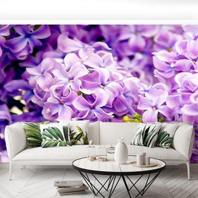 Fototapet Violet Flori