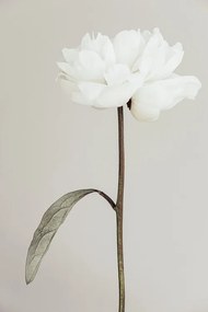 Fotografie Peony 07, Studio Collection