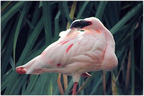 Tablou - Pasărea Flamengo (90x60 cm)
