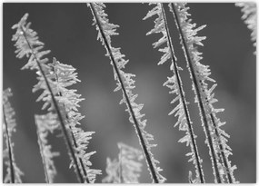 Tablou pe sticlă - Frig de îngheț (70x50 cm)