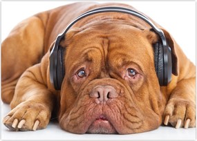 Tablou câinele cu căști (70x50 cm)