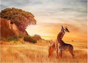 Tablou pe sticlă Girafe în Africa (70x50 cm)