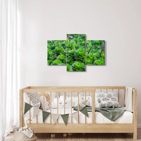 Tablou - Aloe (90x60 cm)