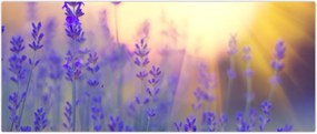 Tablou - Levănțică (120x50 cm)