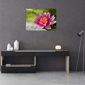 Tablou pe sticlă - Lotus (70x50 cm)