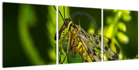 Tablou cu omide (cu ceas) (90x30 cm)