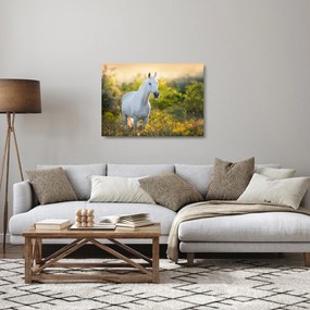 Tablou pe sticlă - Cal alb în poină (70x50 cm)