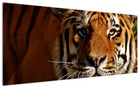 Tablou cu tigrul (120x50 cm)