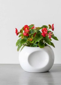 Ghiveci Classic White Calatrava