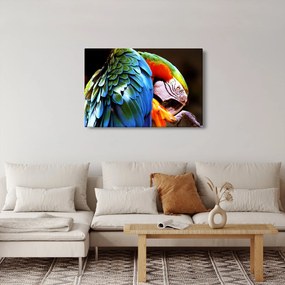 Tablou - Papagal (90x60 cm)