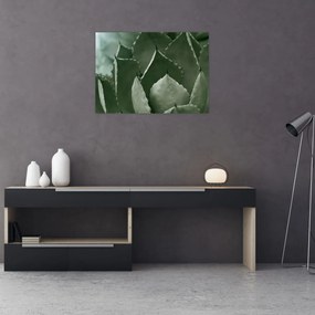Tablou - Agave verde (70x50 cm)