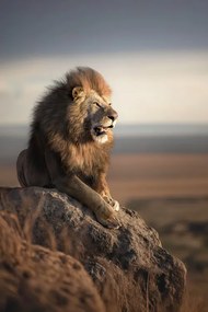 Fotografie Mountain Lion, Marcel Egger