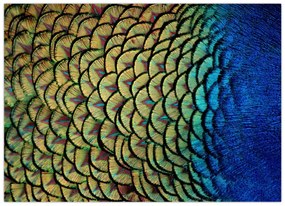 Tablou pe sticlă - Pene de păun (70x50 cm)