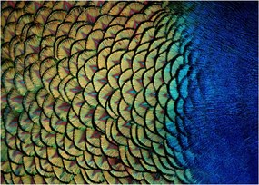 Tablou pe sticlă - Pene de păun (70x50 cm)