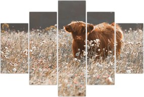 Tablou - Vacă scoțiană (150x105 cm)