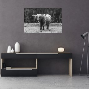 Tablou - Vacă scoțiană 3,alb-negru (90x60 cm)