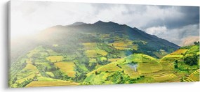 Tablou plantație (120x50 cm)