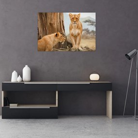 Tablou - două leoaice (90x60 cm)