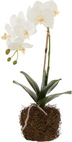 Orhidee alba 23/40/17 cm