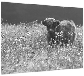 Tablou - Vacă scoțiană 5,alb-negru (70x50 cm)