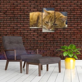 Tablou cu pisica (90x60 cm)