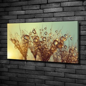Tablou pe pânză canvas Semințe de papadie