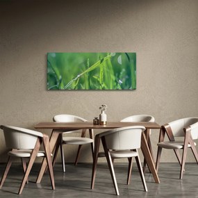 Tablou cu picături de rouă (120x50 cm)