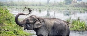Tablou - Elefant de scăldat (120x50 cm)