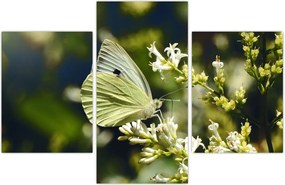 Tablou cu fluture (90x60 cm)