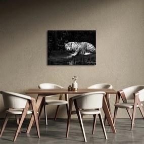 Tablou - Tigru alb, alb-negru (70x50 cm)