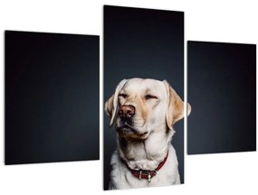 Tablou cu labrador (90x60 cm)
