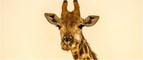 Tablou cu girafe (120x50 cm)