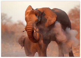 Tablou pe sticlă - Marele elefant african (70x50 cm)