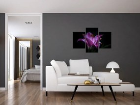 Tablou crinul (90x60 cm)