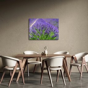 Tablou - lavanda (70x50 cm)