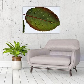 Tablou pe sticlă - Frunze de trandafir (70x50 cm)