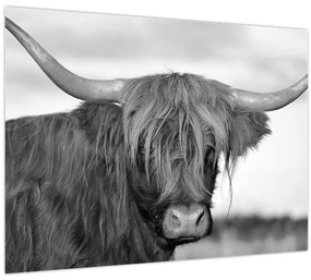 Tablou - Vacă scoțiană 2,alb-negru (70x50 cm)