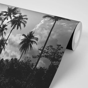 Tapet palmieri de cocos pe plajă în alb-negru