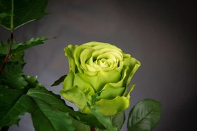 Aranjament floral mediu design LUX CANADIAN ROSES