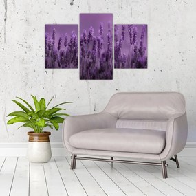 Tablou - Lavanda (90x60 cm)