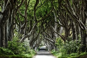 Fototapet, Magical Alley, Rebel Walls