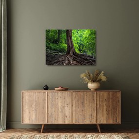 Tablou pe sticlă - Copac bătrîn cu rădăcini (70x50 cm)