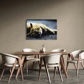 Tablou cu pisica (90x60 cm)