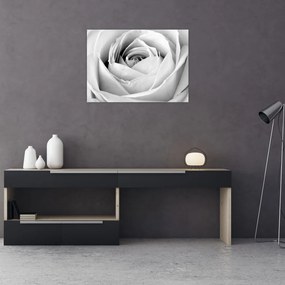 Tablou pe sticlă - Detailu de floare de trandafir (70x50 cm)