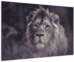 Tablou cu leu (90x60 cm)