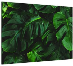 Tablou cu frunze Monstery (70x50 cm)