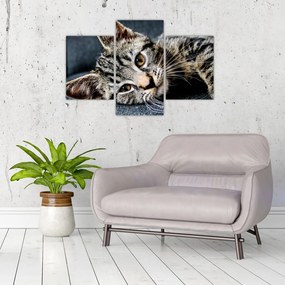 Tablou - Pisoi (90x60 cm)