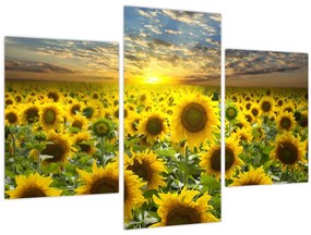 Tablou - Floarea-soarelui la apus de soare (90x60 cm)